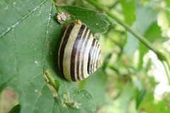 Cepaea nemoralis