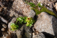 Chrysosplenium tetrandrum