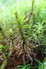 Polytrichastrum