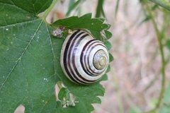 Cepaea nemoralis