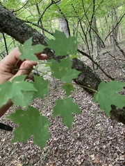 Acer floridanum