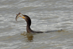 Nannopterum brasilianum