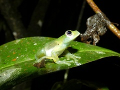 Sachatamia albomaculata