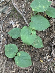 Matelea carolinensis