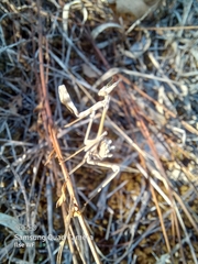 Empusa fasciata