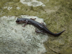 Plethodon wehrlei