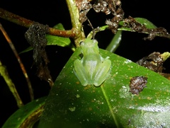 Sachatamia albomaculata