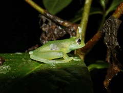 Sachatamia albomaculata