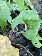 Trichodezia albovittata