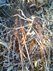 Empusa fasciata