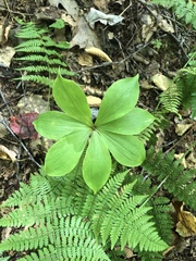 Isotria verticillata