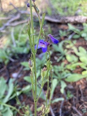 Penstemon