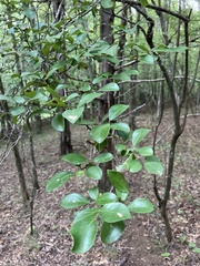 Vaccinium arboreum