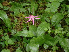 Erythronium revolutum