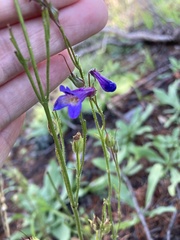 Penstemon