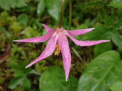 Erythronium revolutum