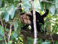 Cebus imitator