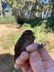 Troglodytes pacificus