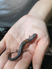 Media resource of Desmognathus fuscus