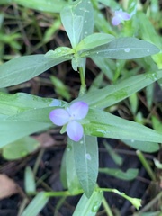 Murdannia keisak