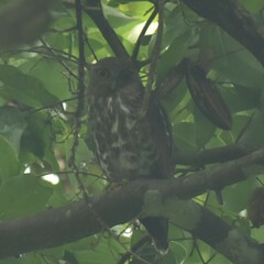 Ninox scutulata