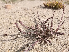 Suaeda maritima