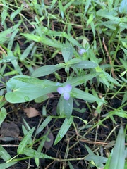 Murdannia keisak