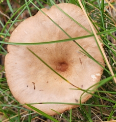 Cantharellula umbonata