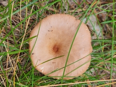 Cantharellula umbonata