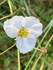 Sagittaria graminea