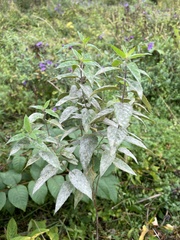Monarda fistulosa