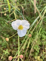 Sagittaria graminea