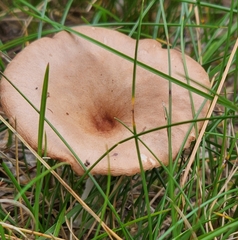 Cantharellula umbonata