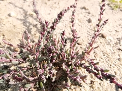 Suaeda maritima