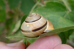 Cepaea nemoralis