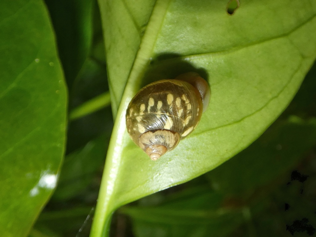 Simpulopsis simula