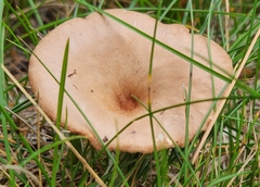 Cantharellula umbonata