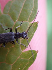 Cantharinae