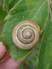 Cepaea nemoralis