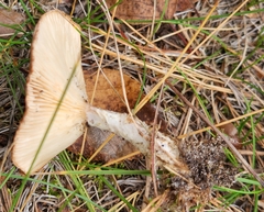 Cantharellula umbonata