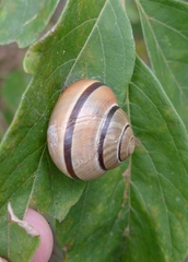 Cepaea nemoralis