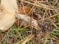 Cantharellula umbonata