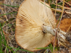 Cantharellula umbonata