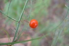 Asparagus officinalis