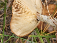 Cantharellula umbonata