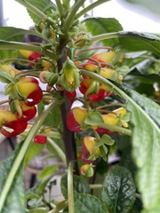 Impatiens niamniamensis