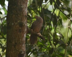 Argya striata