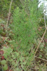 Asparagus officinalis