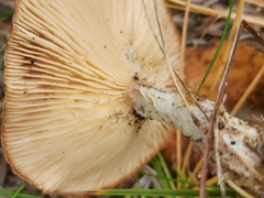 Cantharellula umbonata