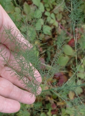 Asparagus officinalis